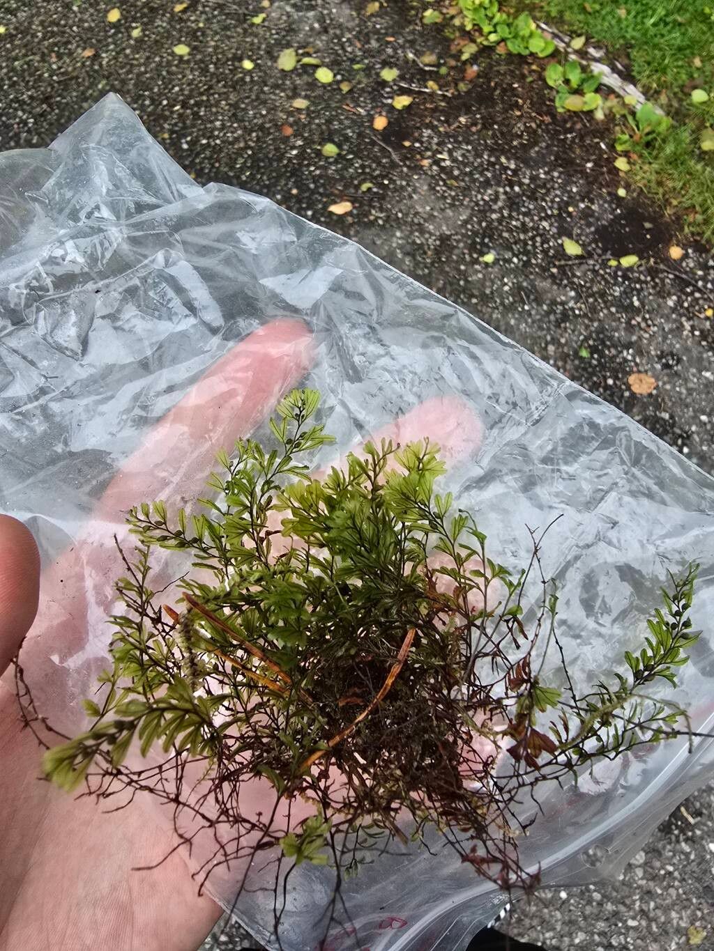 Hymenophyllum wilsonii leaf