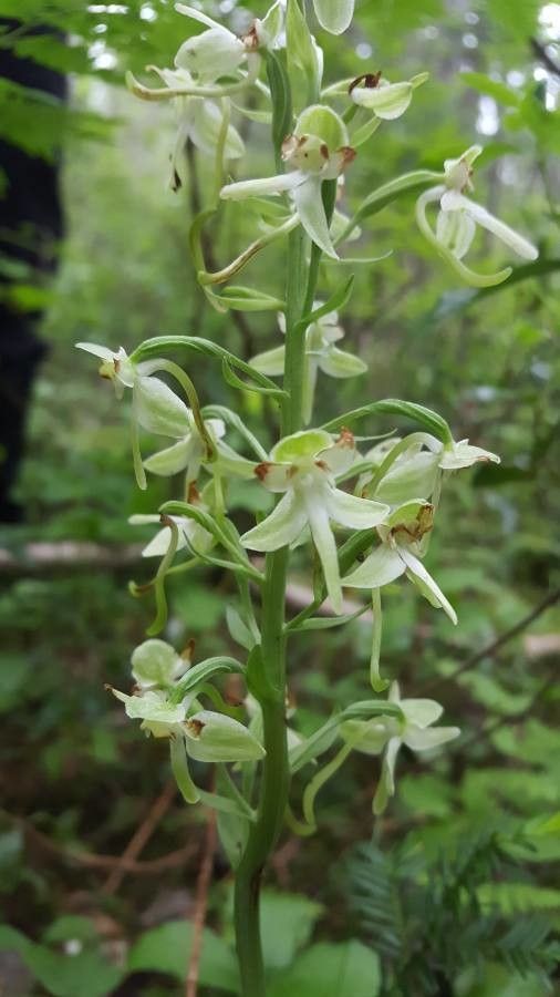 Platanthera orbiculata flower