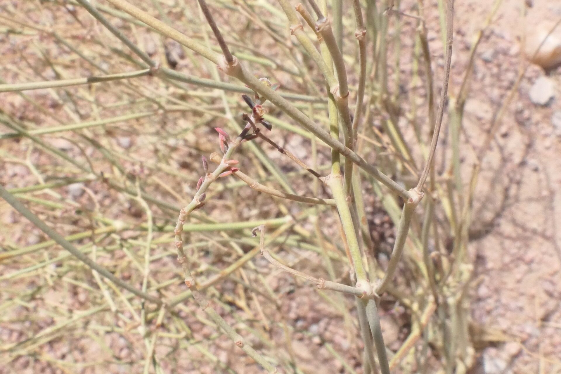 Euphorbia glanduligera — houseplant care guide