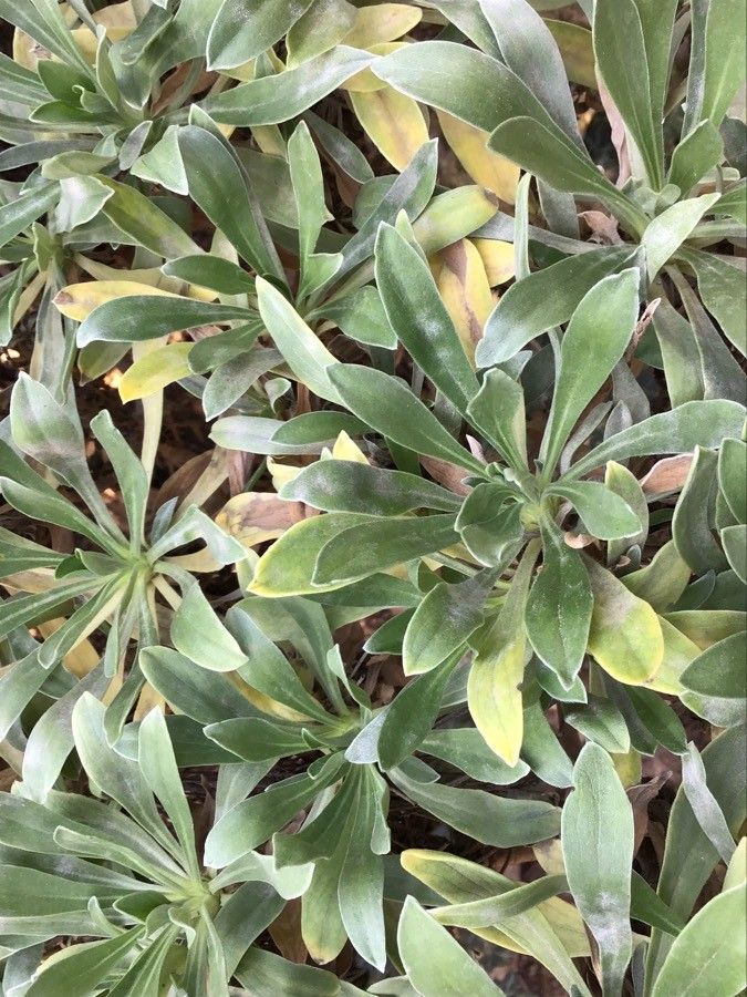 Lomelosia divaricata — search result for 'Lomelosia'