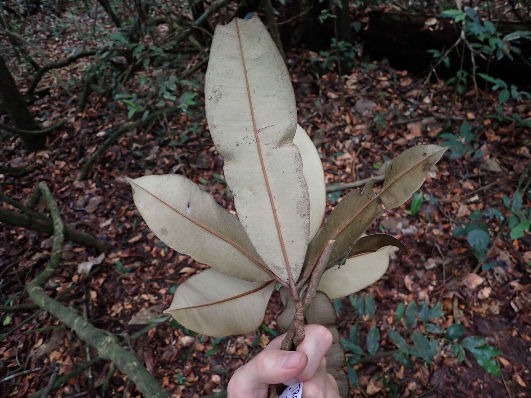 Englerophytum laurentii leaf