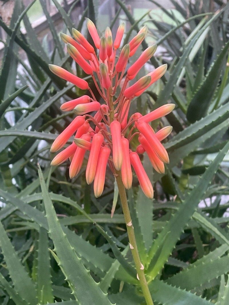 Aloe kedongensis flower