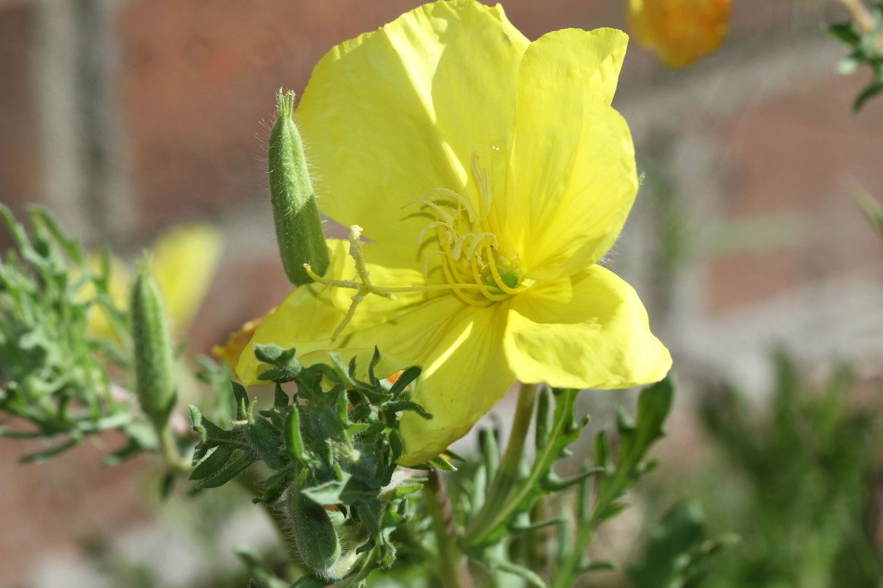 Oenothera grandis flower