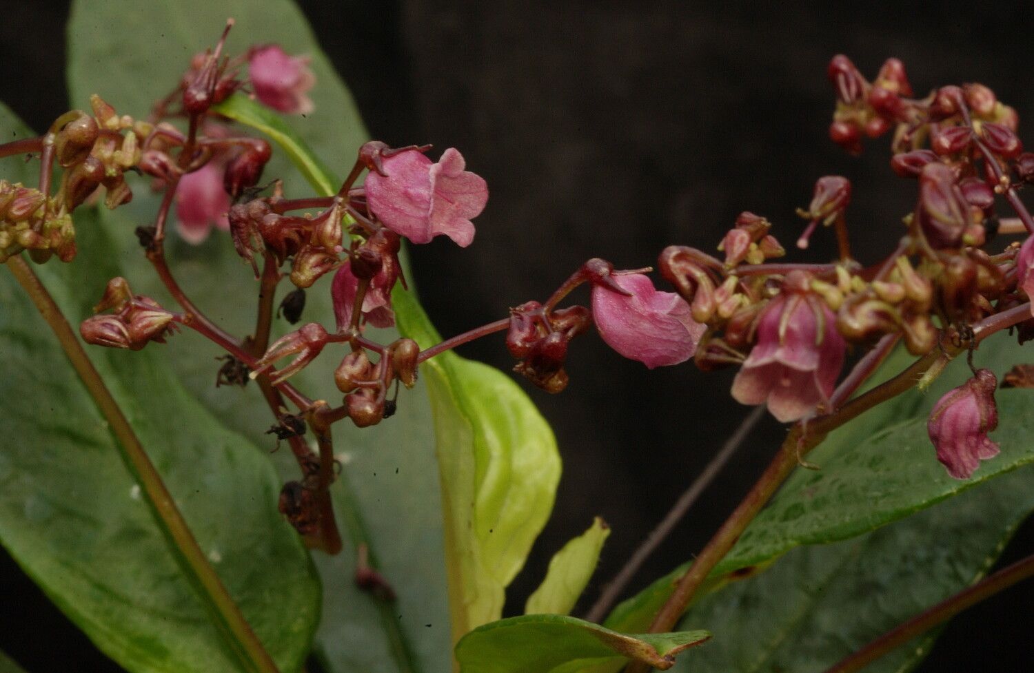 Streptocarpus papangae — search result for 'Streptocarpus'