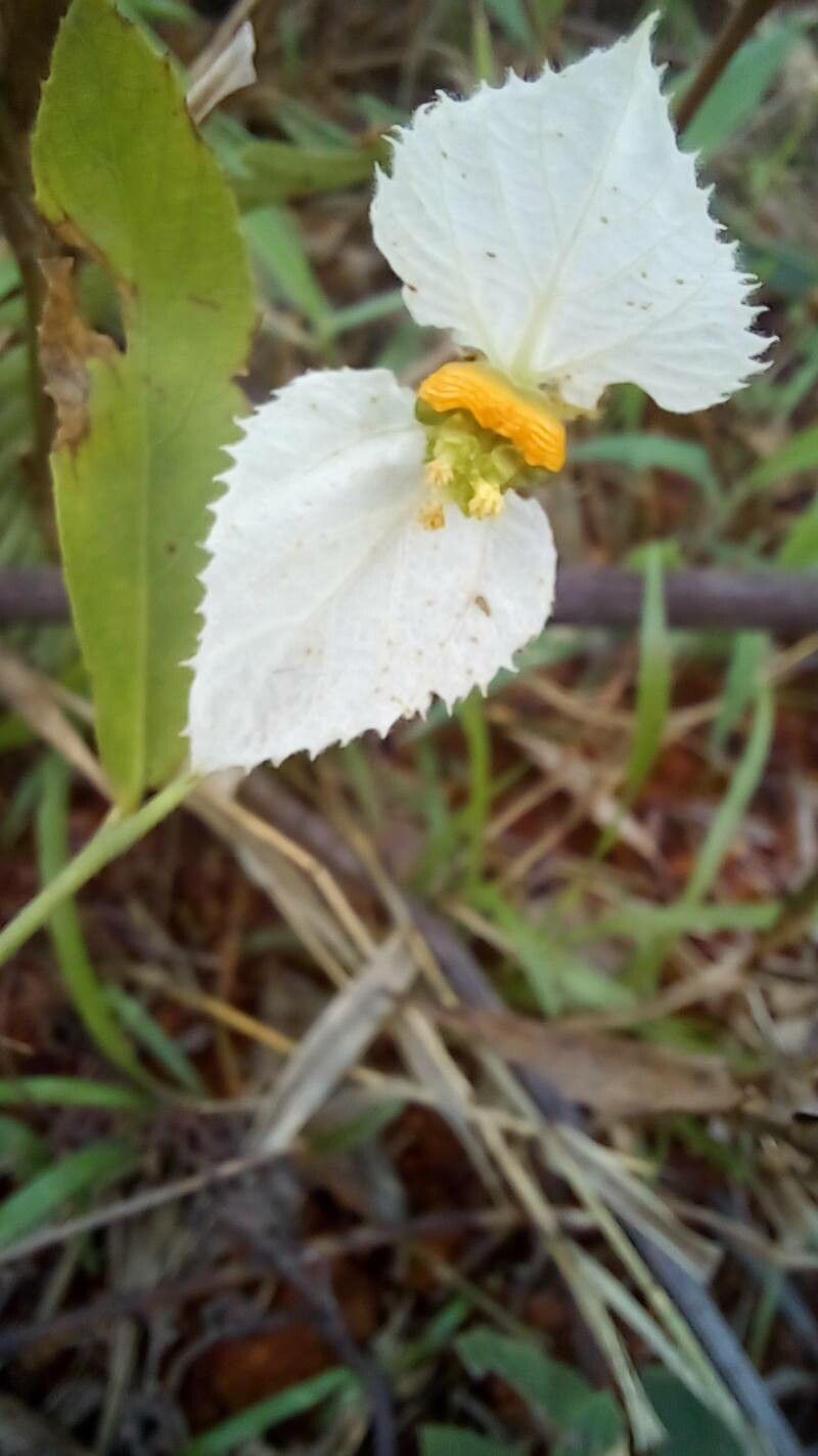 Dalechampia caperonioides flower