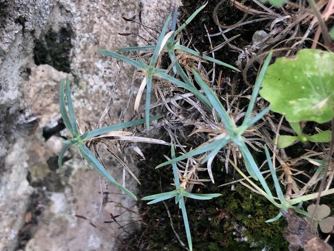 Dianthus praecox — houseplant care guide