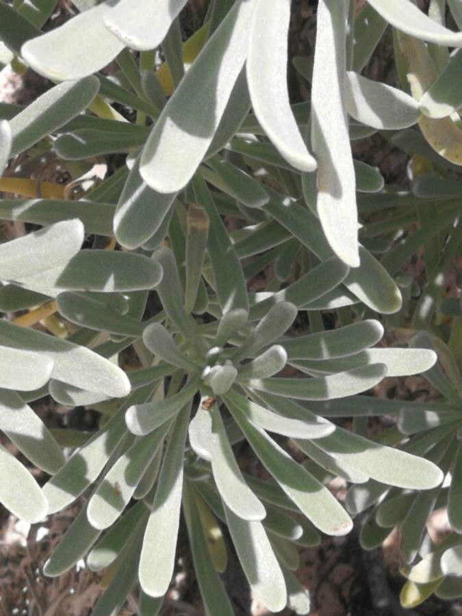 Argusia gnaphalodes — houseplant care guide