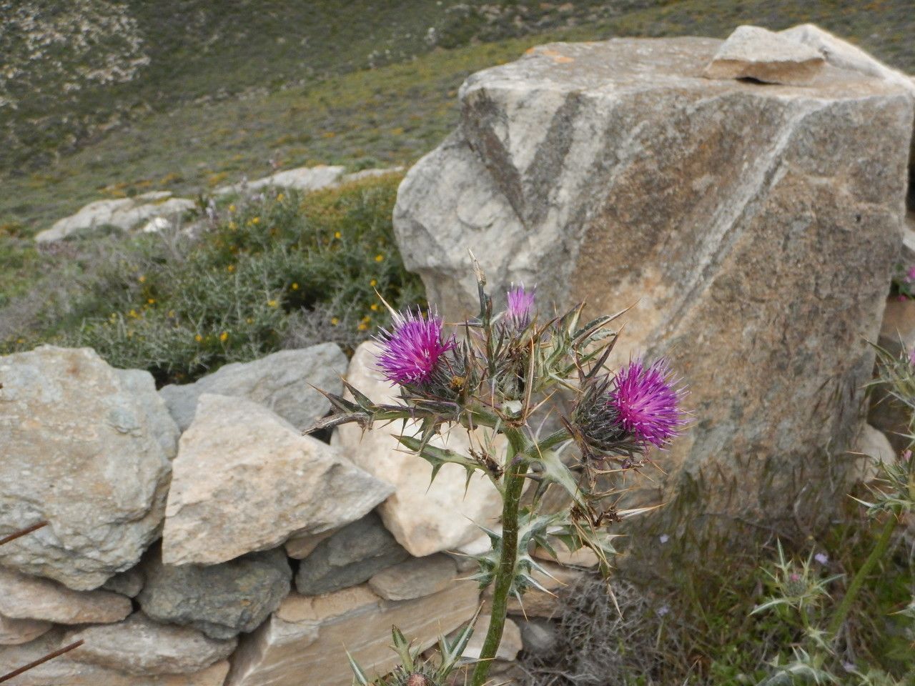 Notobasis syriaca flower
