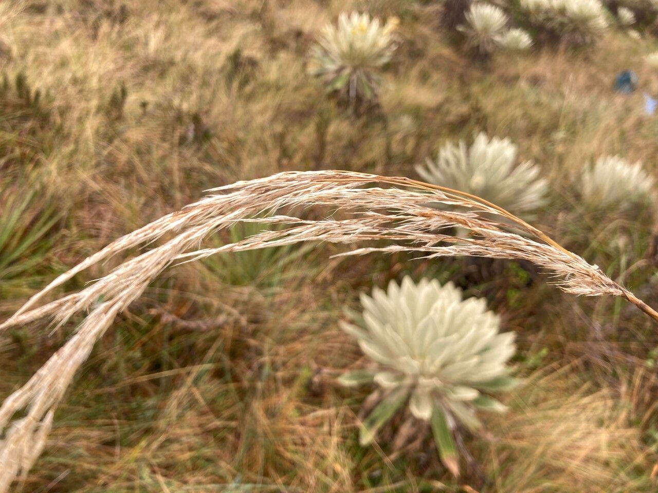 Cortaderia nitida flower