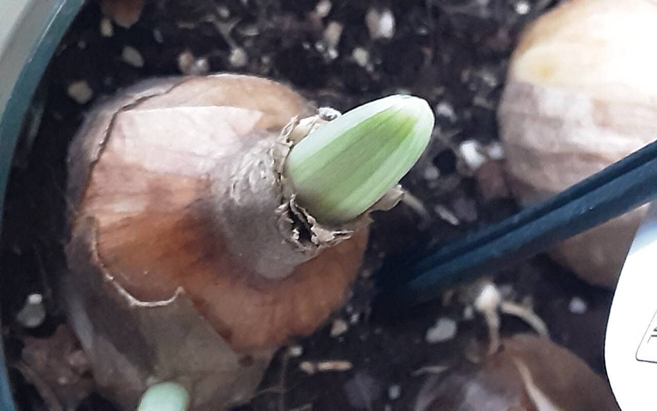 Galanthus angustifolius