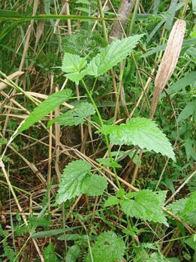 Urtica kioviensis habit