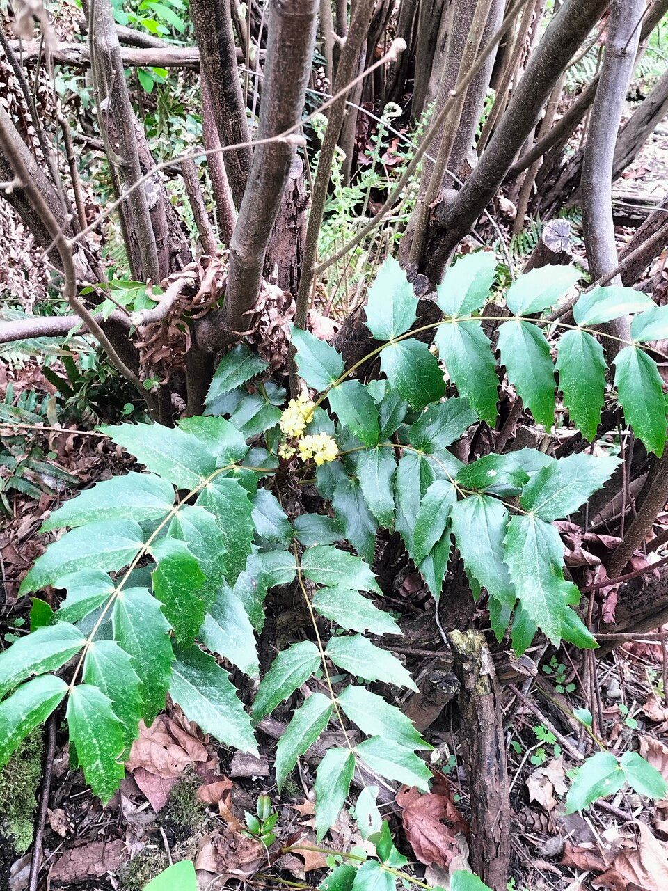 Mahonia nervosa habit