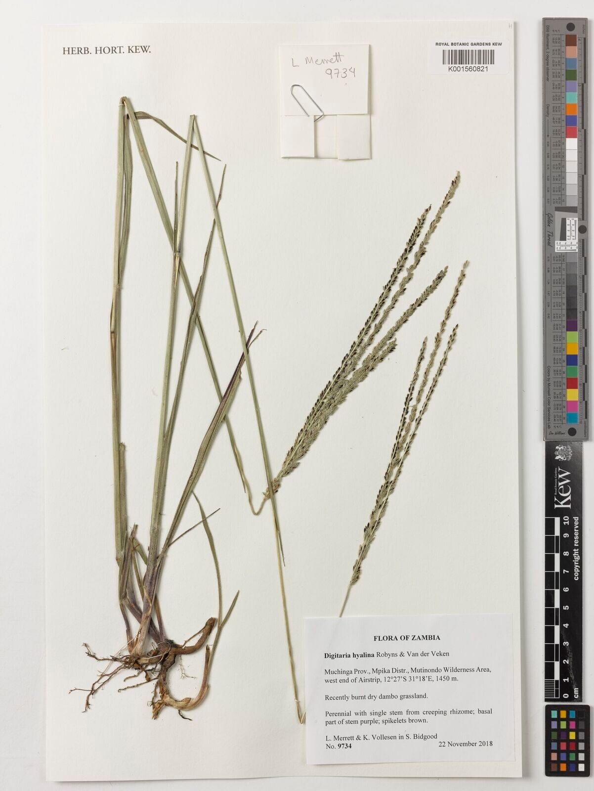 Digitaria hyalina — houseplant care guide