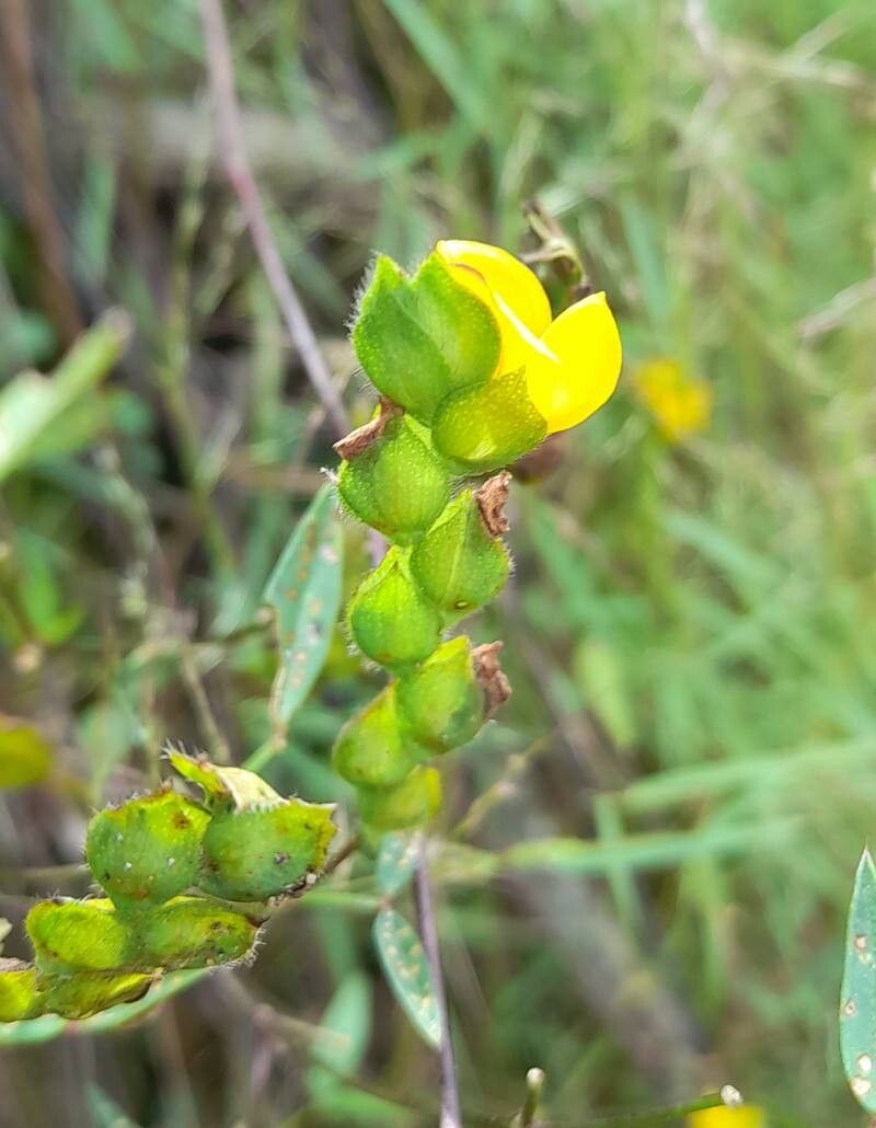 Zornia contorta flower