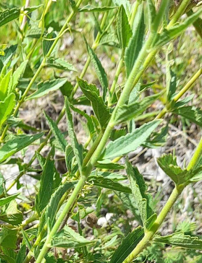 Chromolaena hirsuta — search result for 'Uruguay'