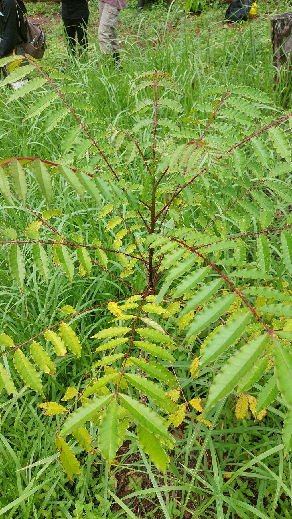 Zanthoxylum rhetsa leaf