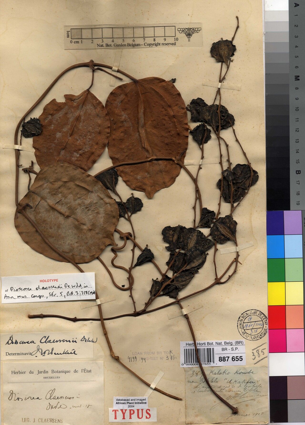 Dioscorea claessensii — houseplant care guide