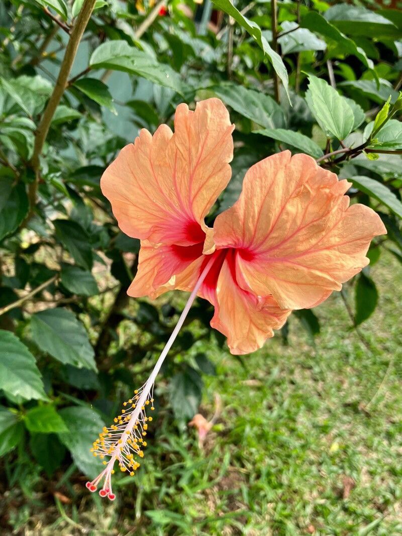 Hibiscus spp. flower
