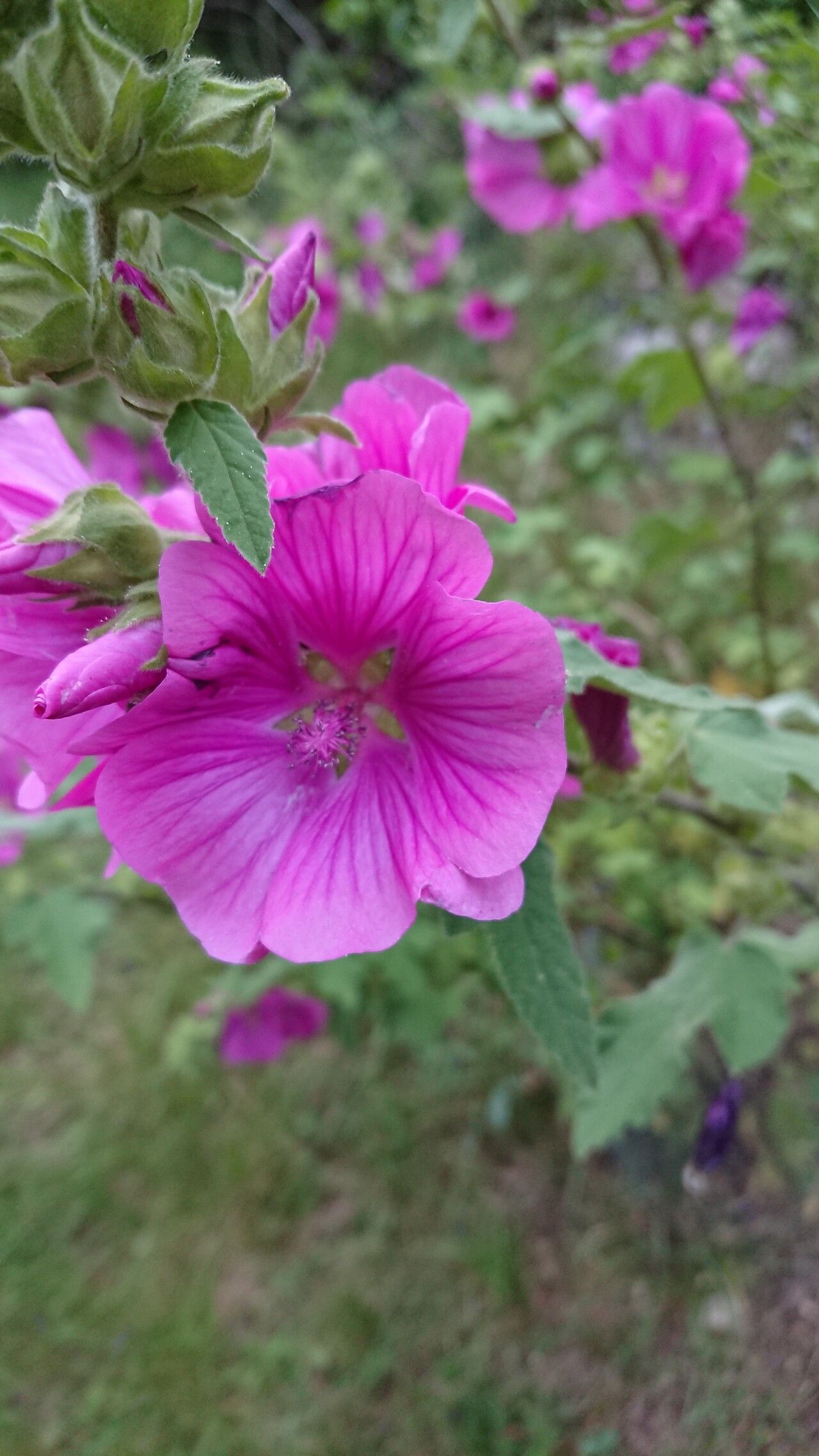 Malva × clementii flower