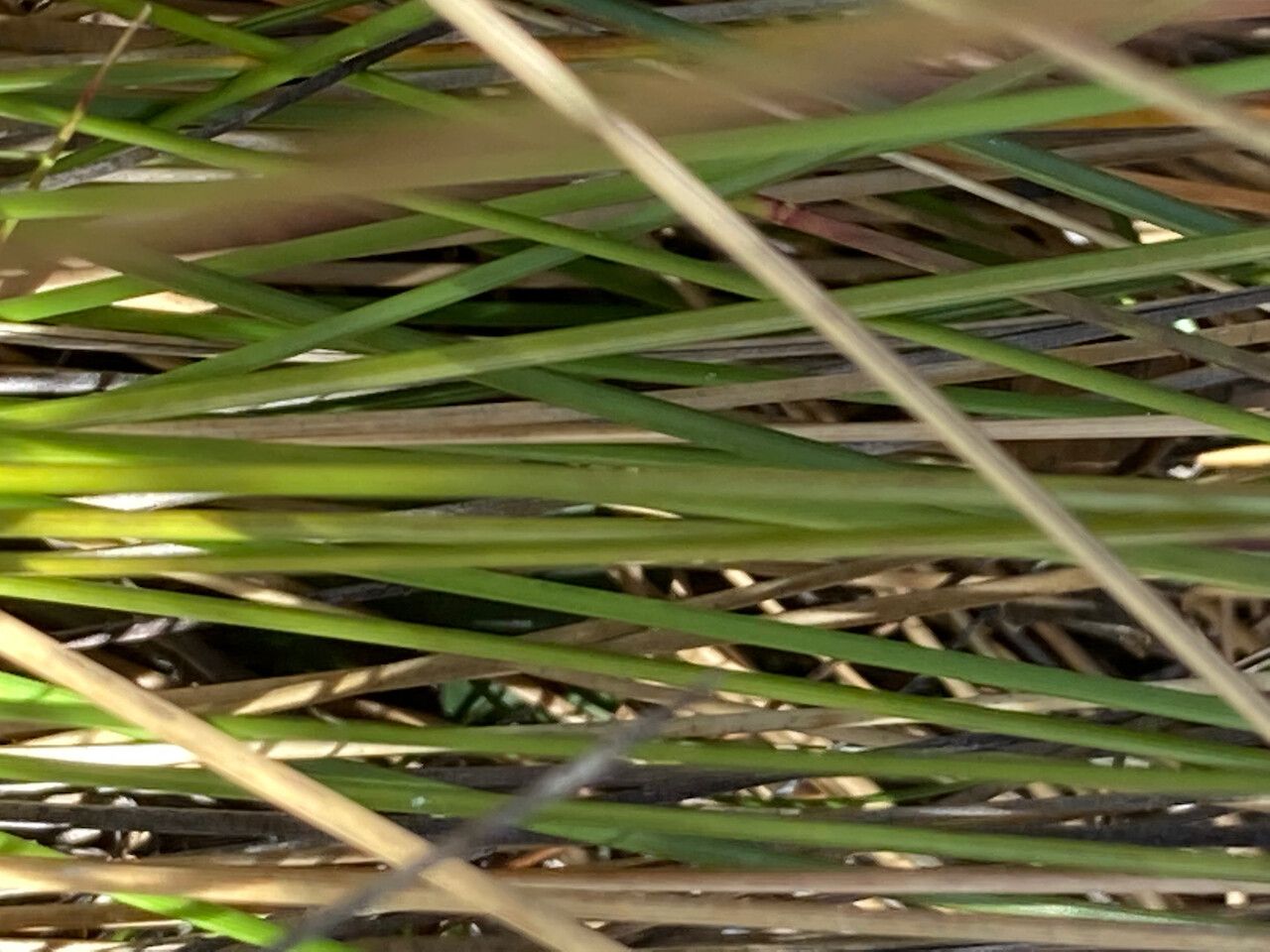 Calamagrostis effusa — search result for 'Calamagrostis'