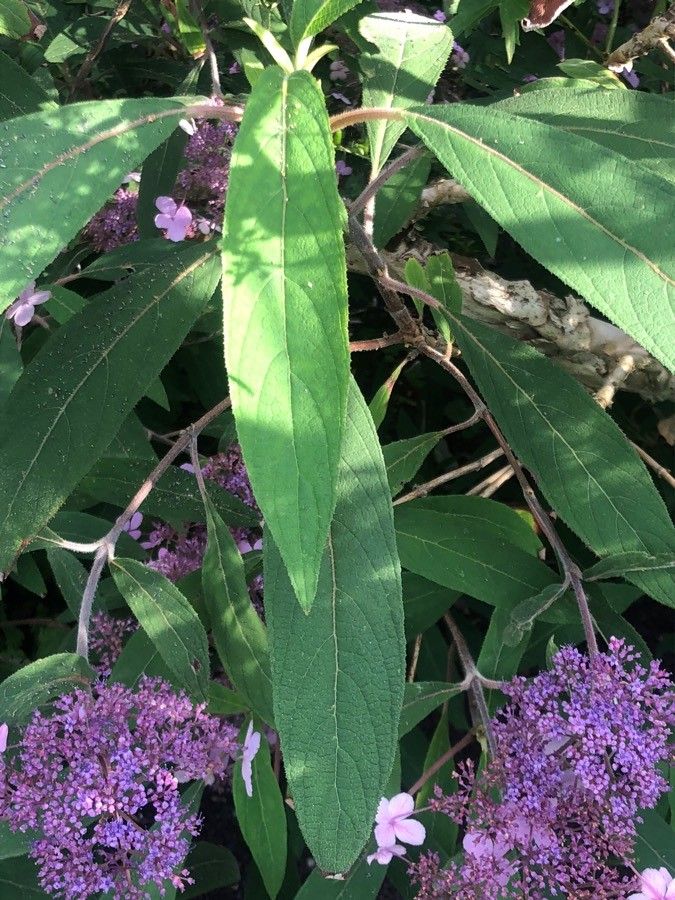 Hydrangea aspera leaf