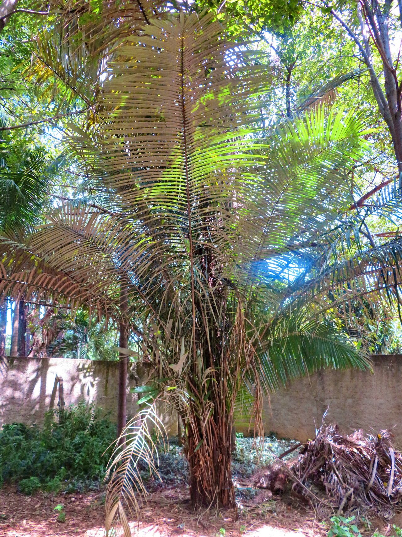 Astrocaryum ulei habit