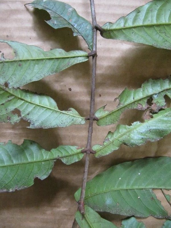 Quiina guianensis other