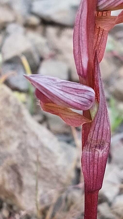 Serapias orientalis flower