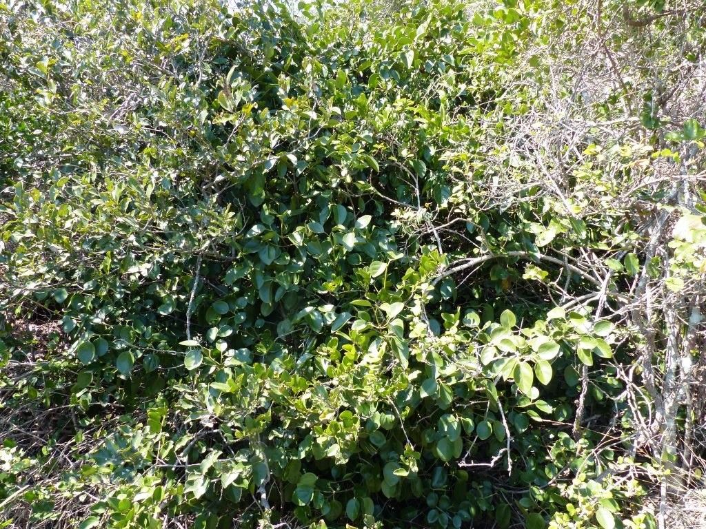 Psydrax paradoxus habit