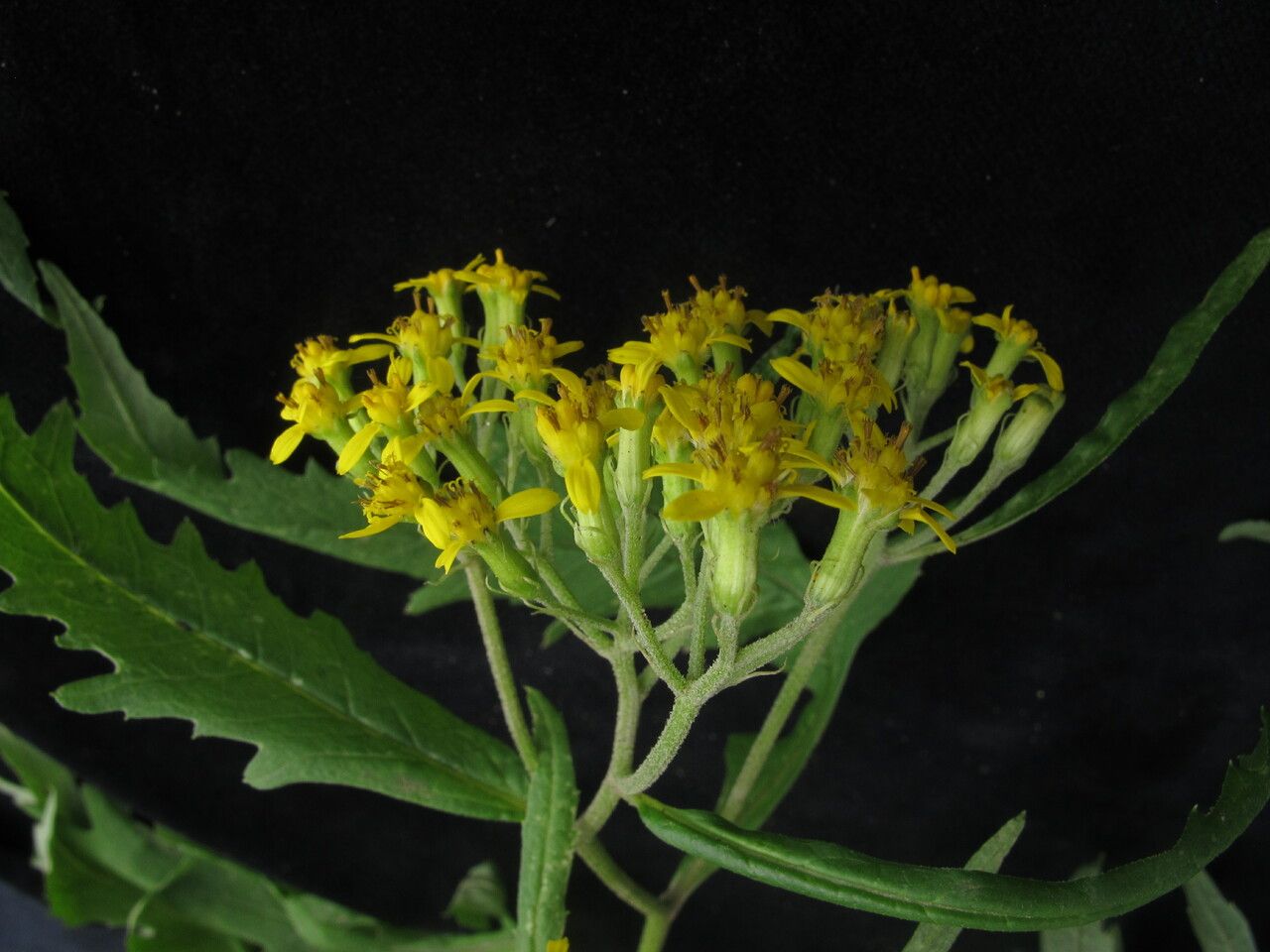 Senecio royleanus habit