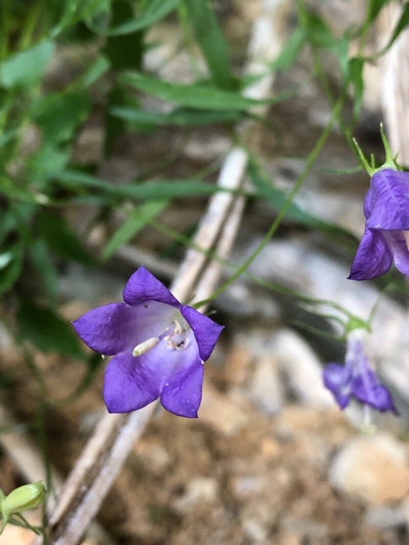 Campanula justiniana flower