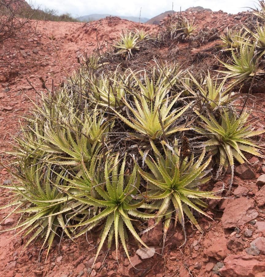 Deuterocohnia longipetala leaf