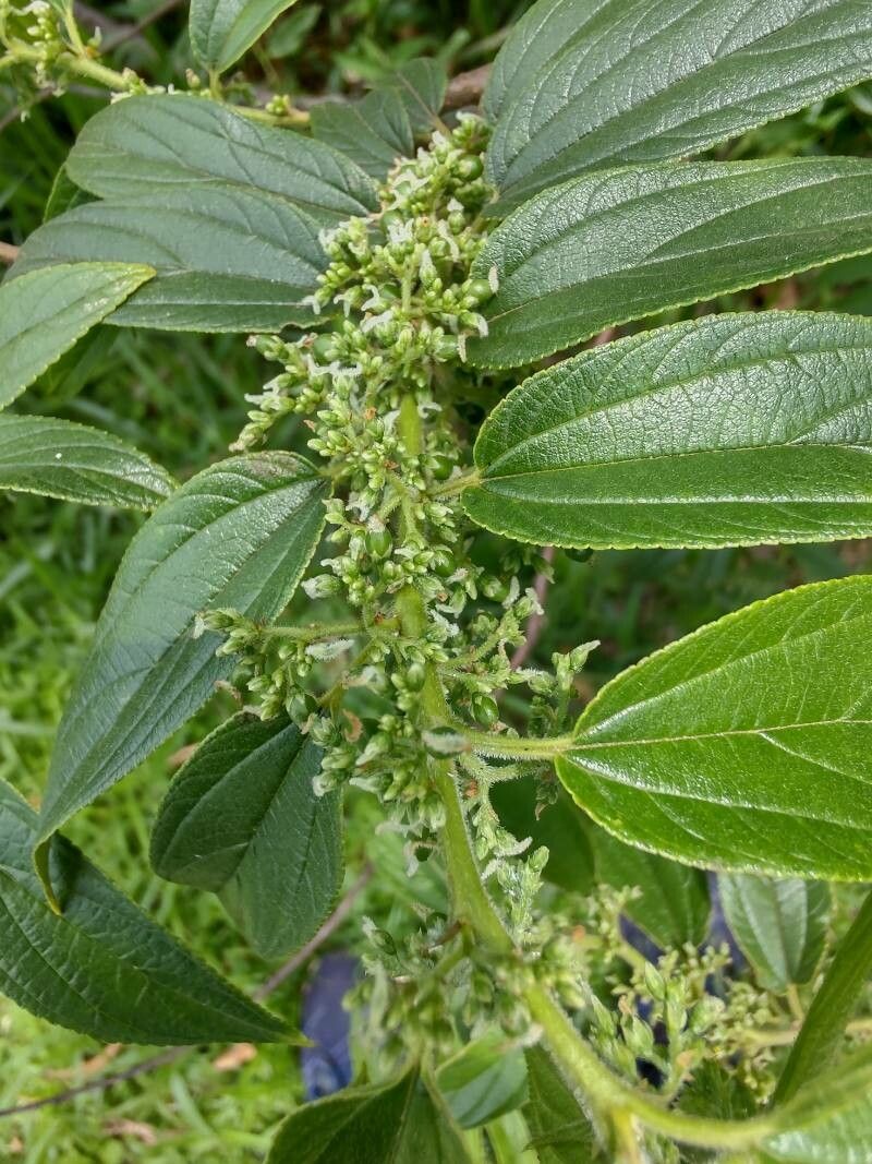 Trema micranthum flower