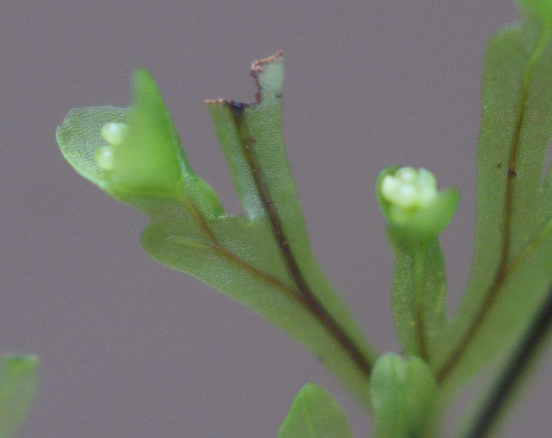 Hymenophyllum inaequale flower
