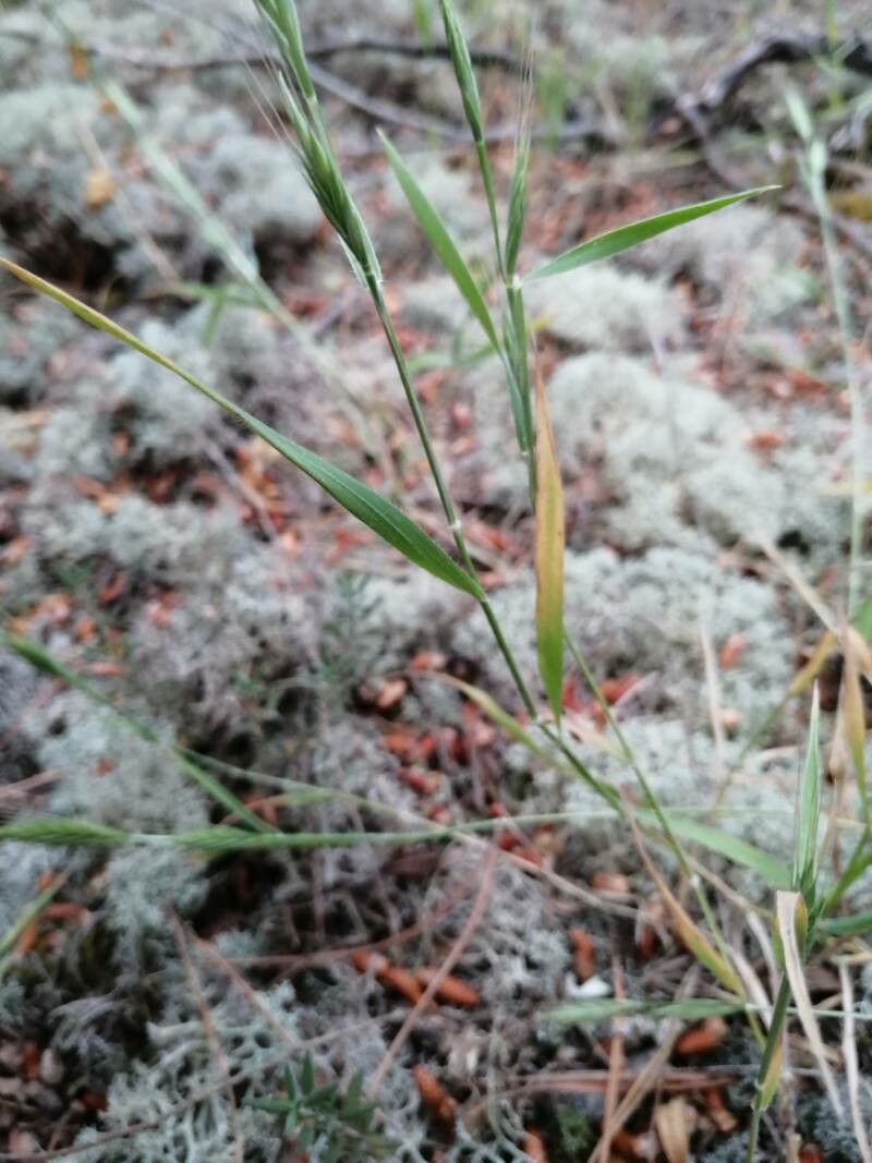 Brachypodium distachyon — related species from the same genus