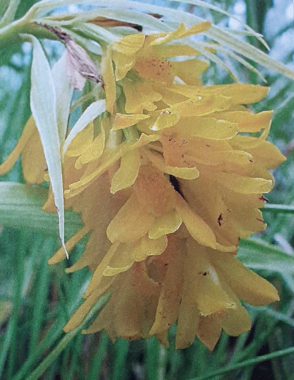 Eulophia leontoglossa — houseplant care guide