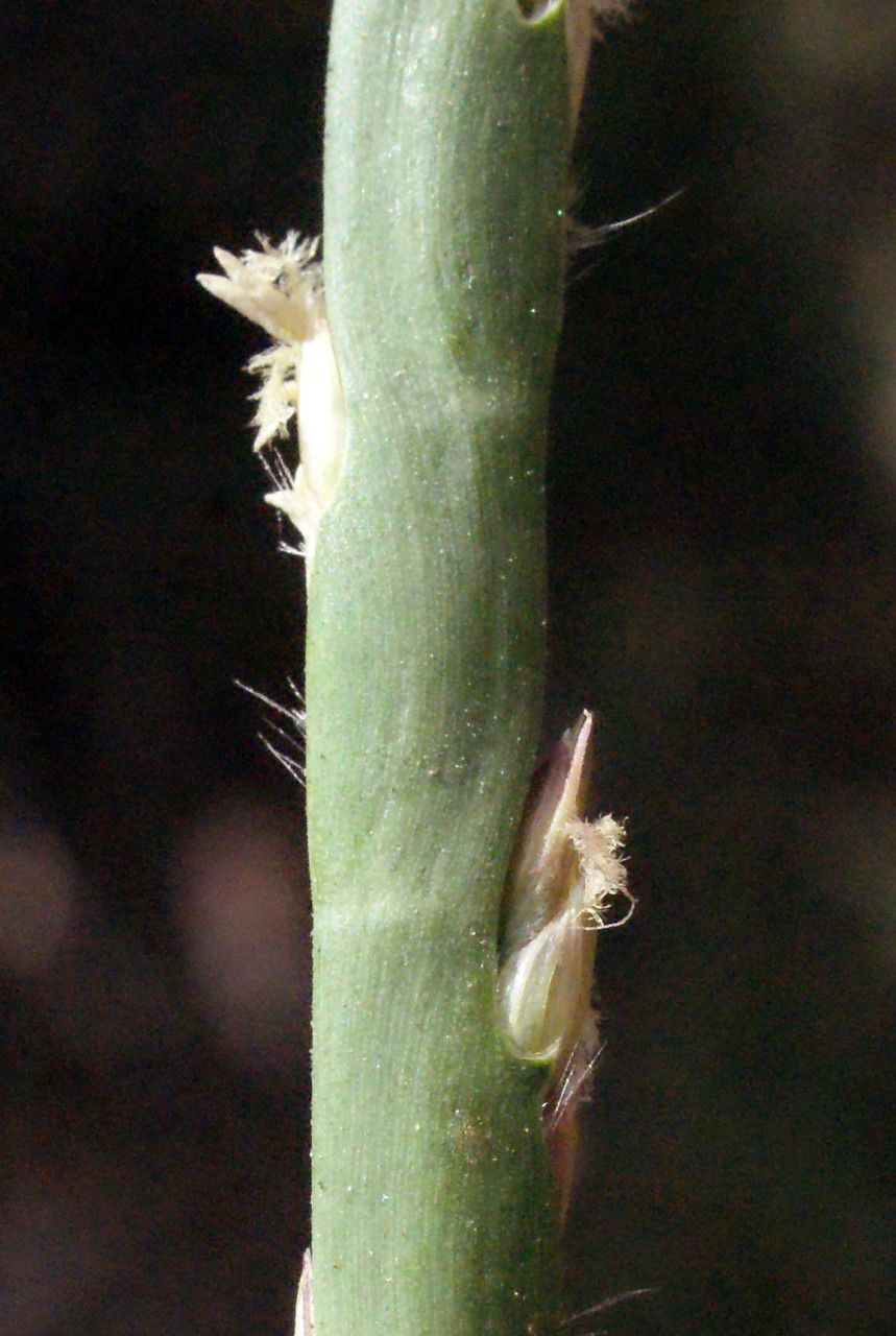 Stenotaphrum dimidiatum bark