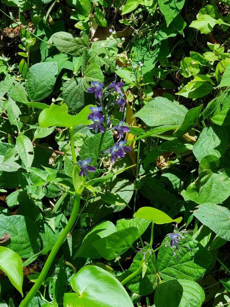 Pontederia paniculata flower