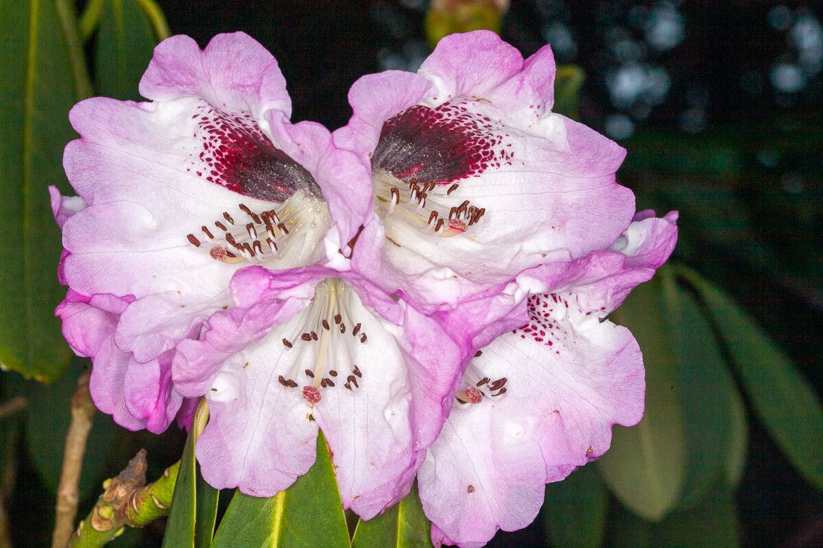 Rhododendron rex flower