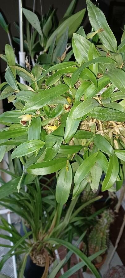 Coelogyne fimbriata habit