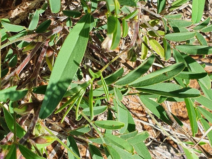 Tephrosia subtriflora — search result for 'Tephrosia'