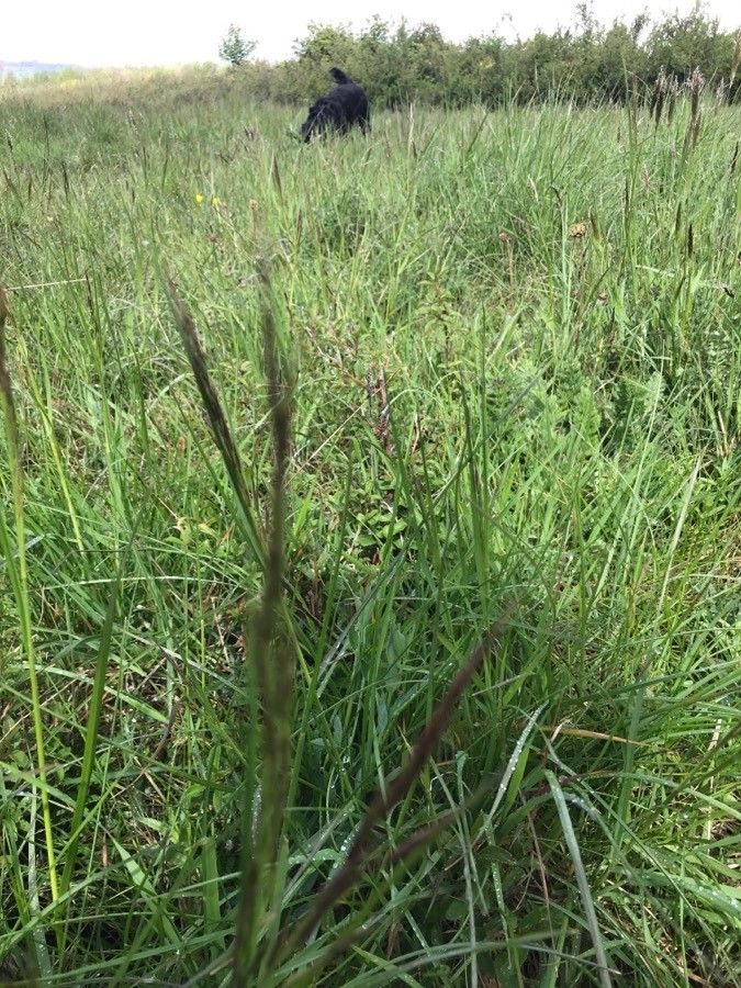 Bothriochloa ischaemum flower