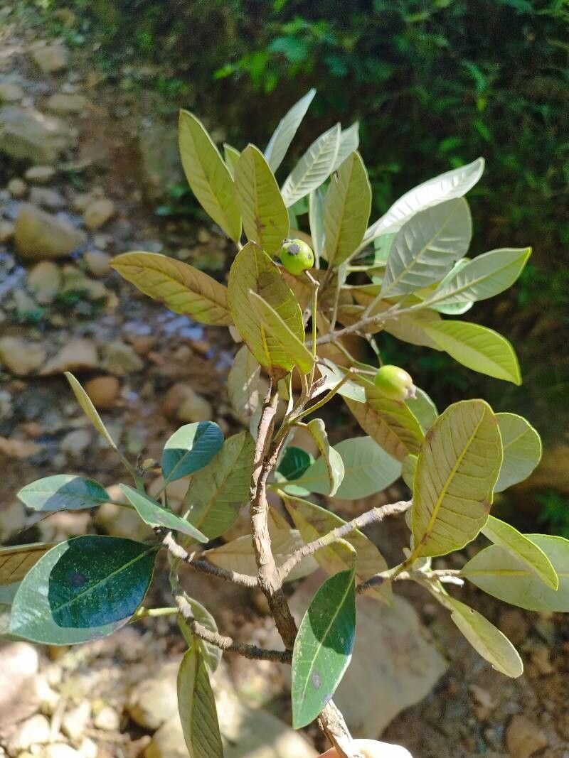 Pimenta pseudocaryophyllus — related species from the same genus