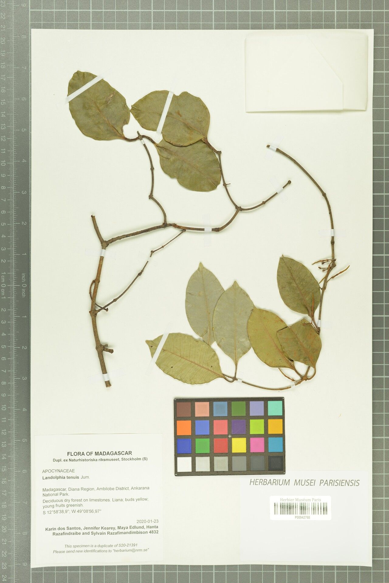 Landolphia tenuis — houseplant care guide