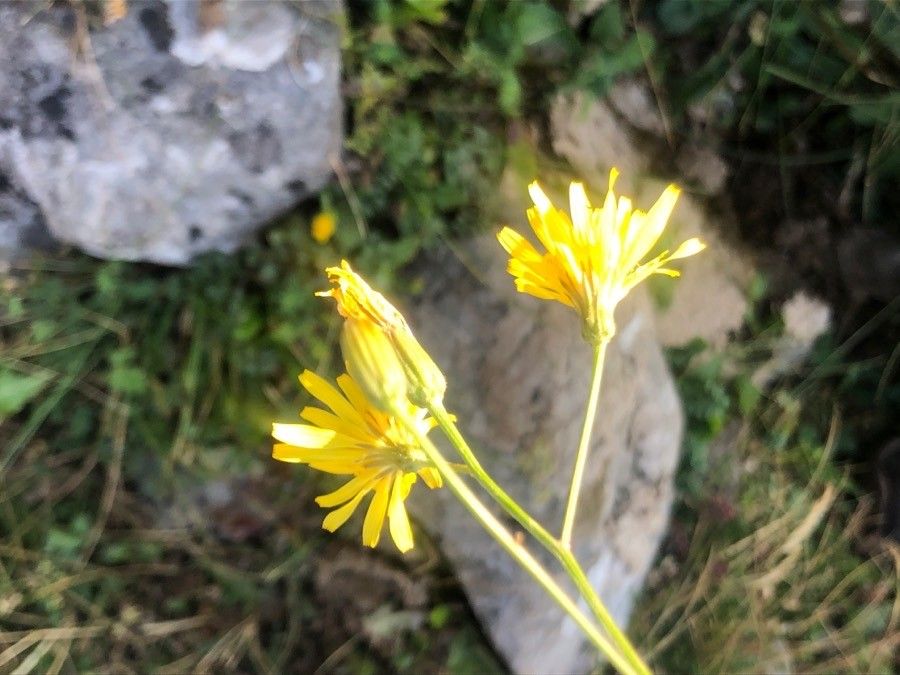 Hieracium murorum flower