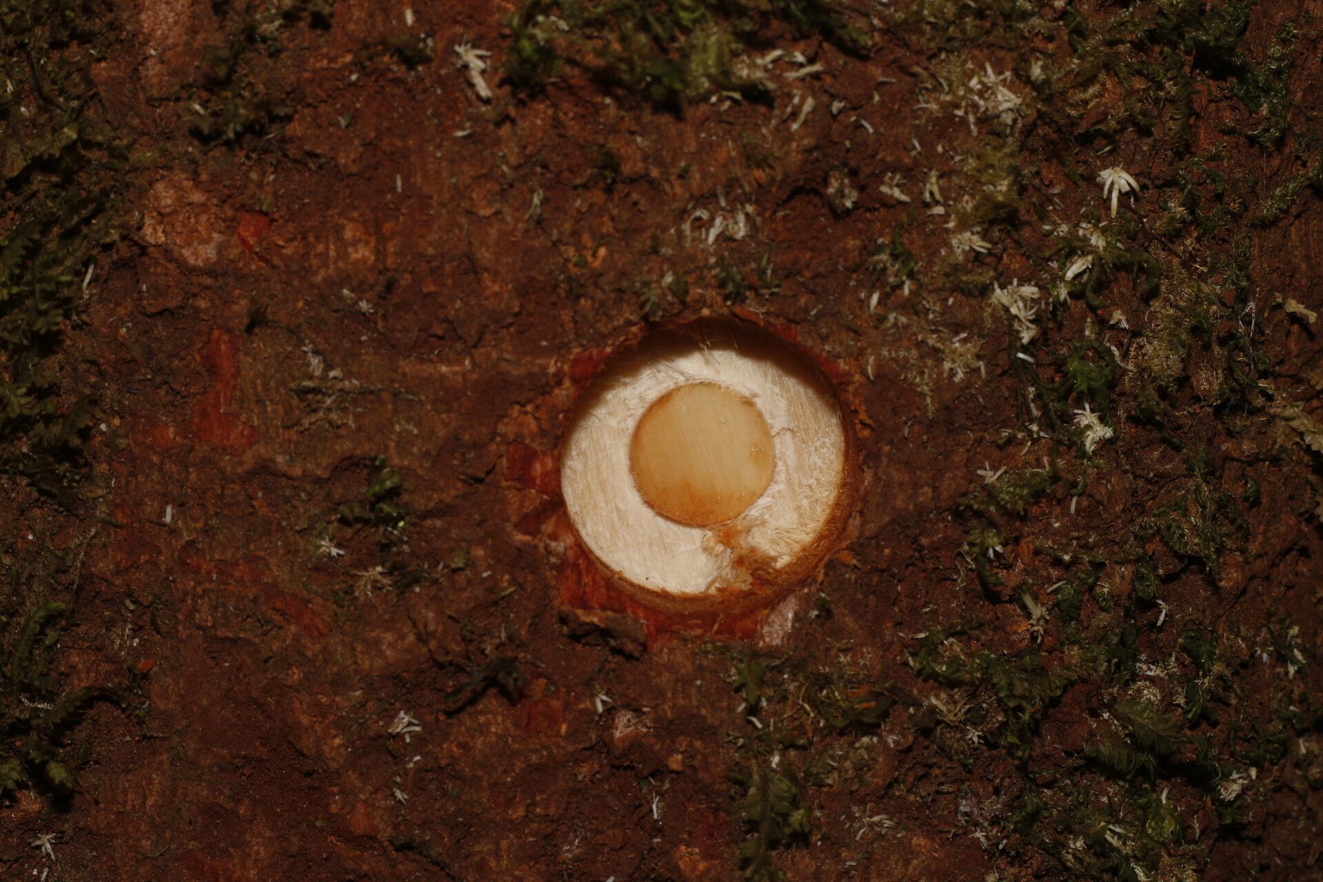 Clethra costaricensis fruit