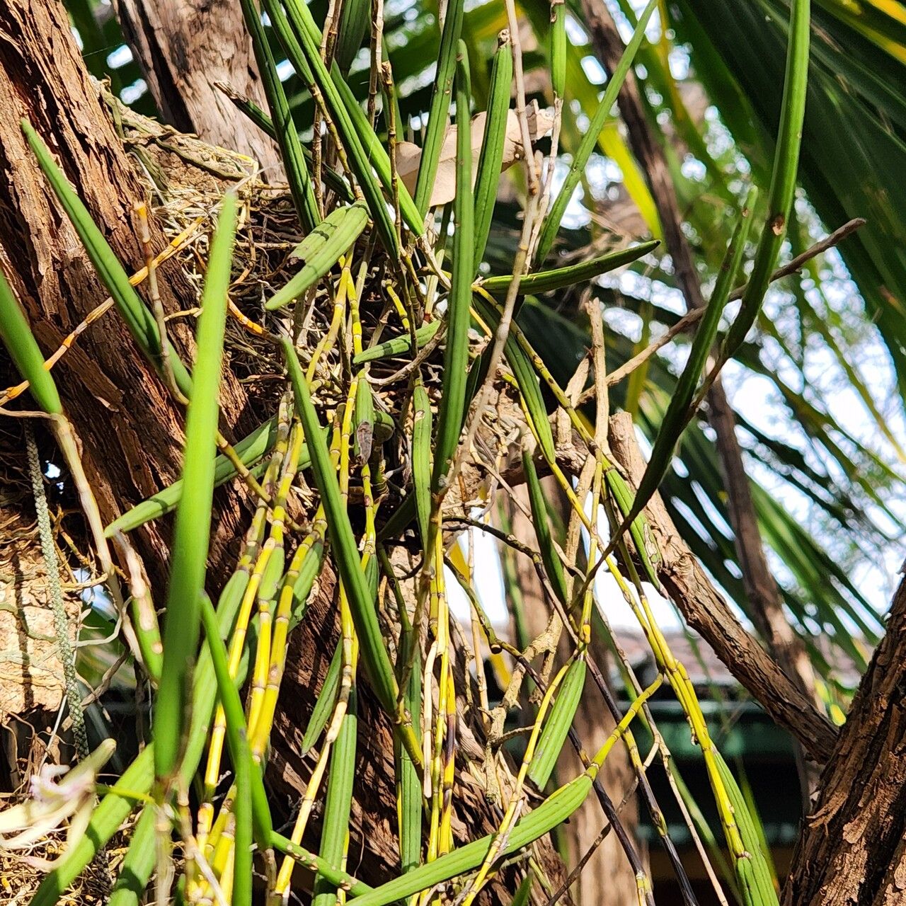 Dendrobium schoeninum — houseplant care guide