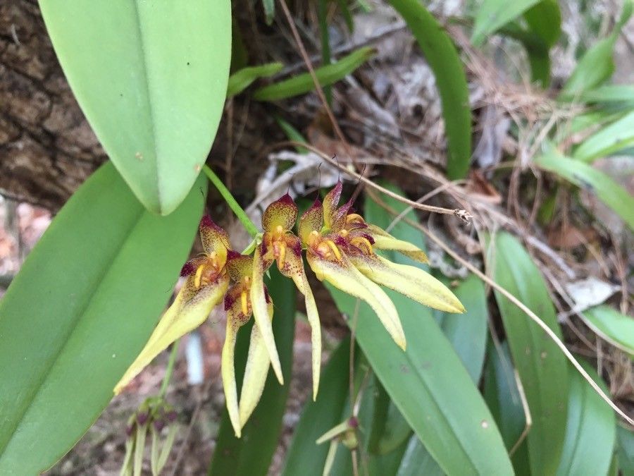 Bulbophyllum longiflorum flower