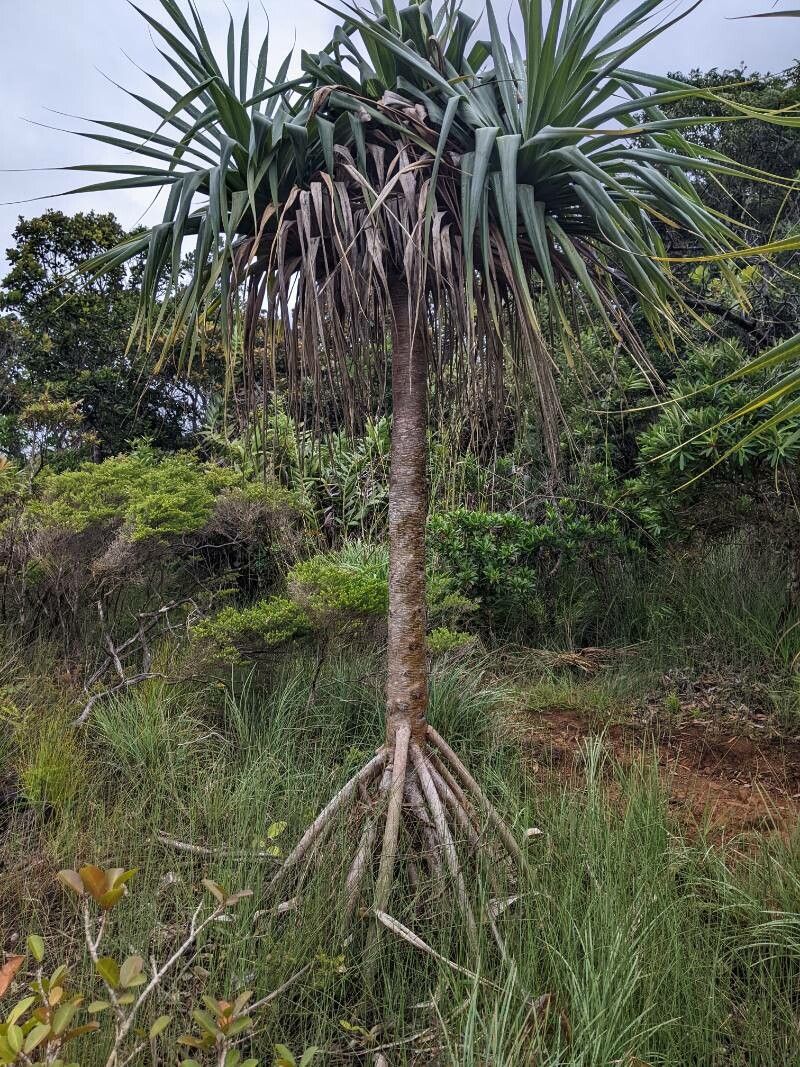 Pandanus bilinearis habit