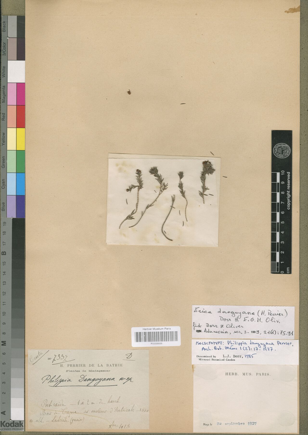 Erica danguyana — search result for 'Erica'